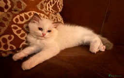 Ragdoll cats for sale: Pedigree Ragdoll Kittens (2xM,1xF) TICA Registered - Image 14
