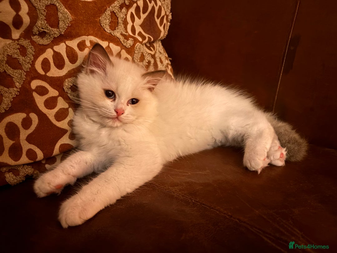 Ragdoll cats for sale: Pedigree Ragdoll Kittens (2xM,1xF) TICA Registered - Image 14
