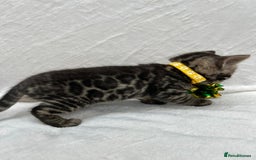 Bengal cats for sale: ❤️ GORGEOUS PURE BENGAL KITTENS ❤️ - Image 9