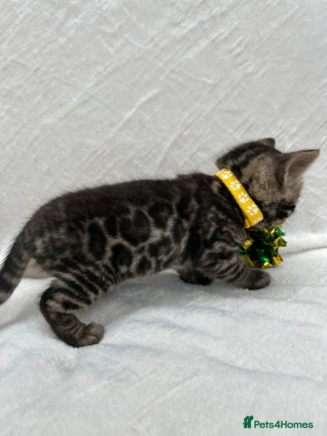 Bengal cats for sale: ❤️ GORGEOUS PURE BENGAL KITTENS ❤️ - Image 9