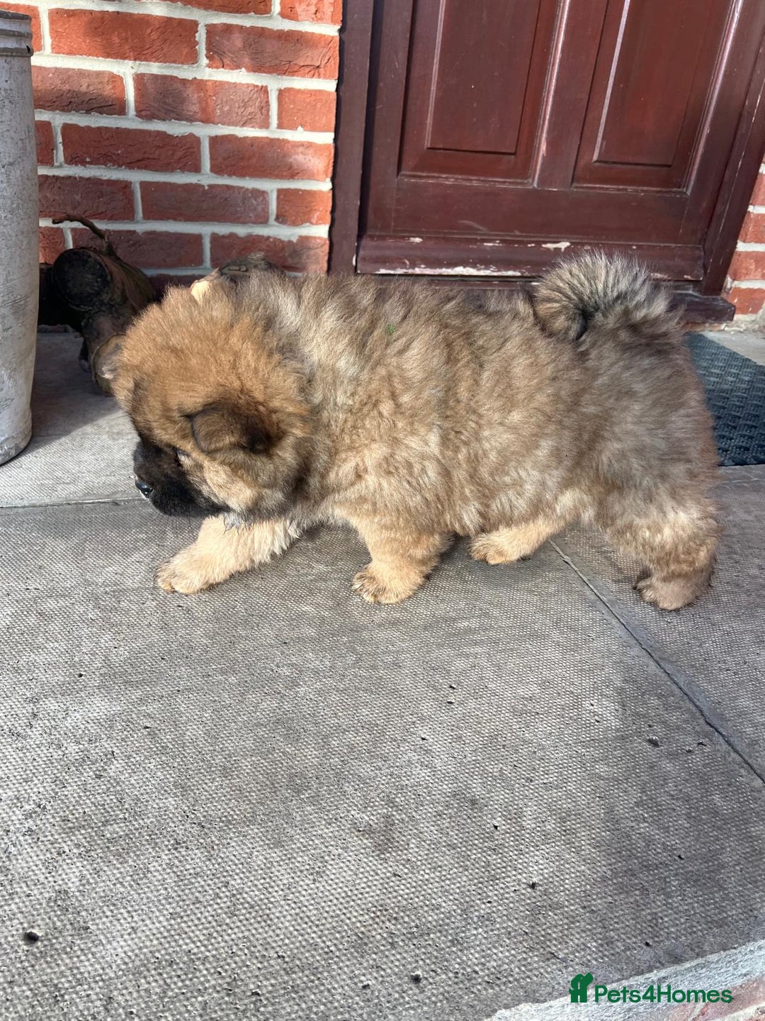 Chow Chow dogs for sale: Gorgeous Chow Chow Puppies Raised in a loving Home - Advert 34