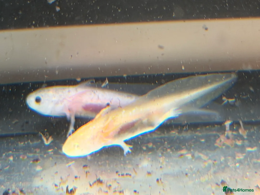Axolotl reptiles for sale: Axolotl - Advert 1