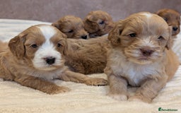 Cavapoo dogs for sale: Beautiful F1b cavapoo puppies health tested - Image 3