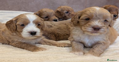 Cavapoo dogs - Advert 8