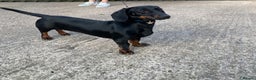 Dachshund dogs for sale: Beautiful Dachunds ready from 23rd December  - Advert 16