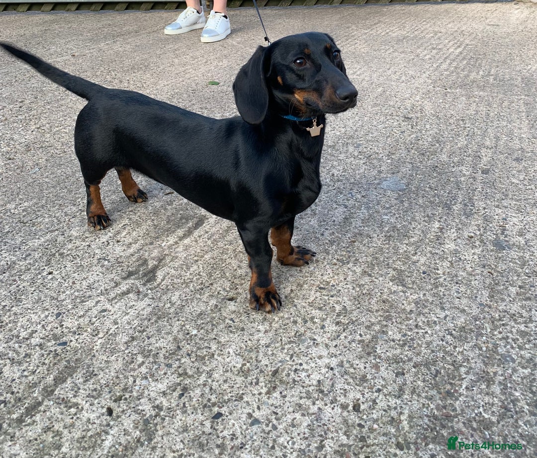 Dachshund dogs for sale: Beautiful Dachunds ready from 23rd December  - Advert 16