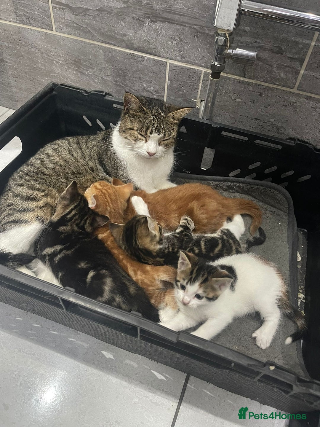 Mixed Breed cats for sale: Beautiful Fluffy Kittens  - Image 5