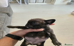 Frug dogs for sale: ✨French Bulldog Puppies Looking for Loving Homes✨  - Advert 8