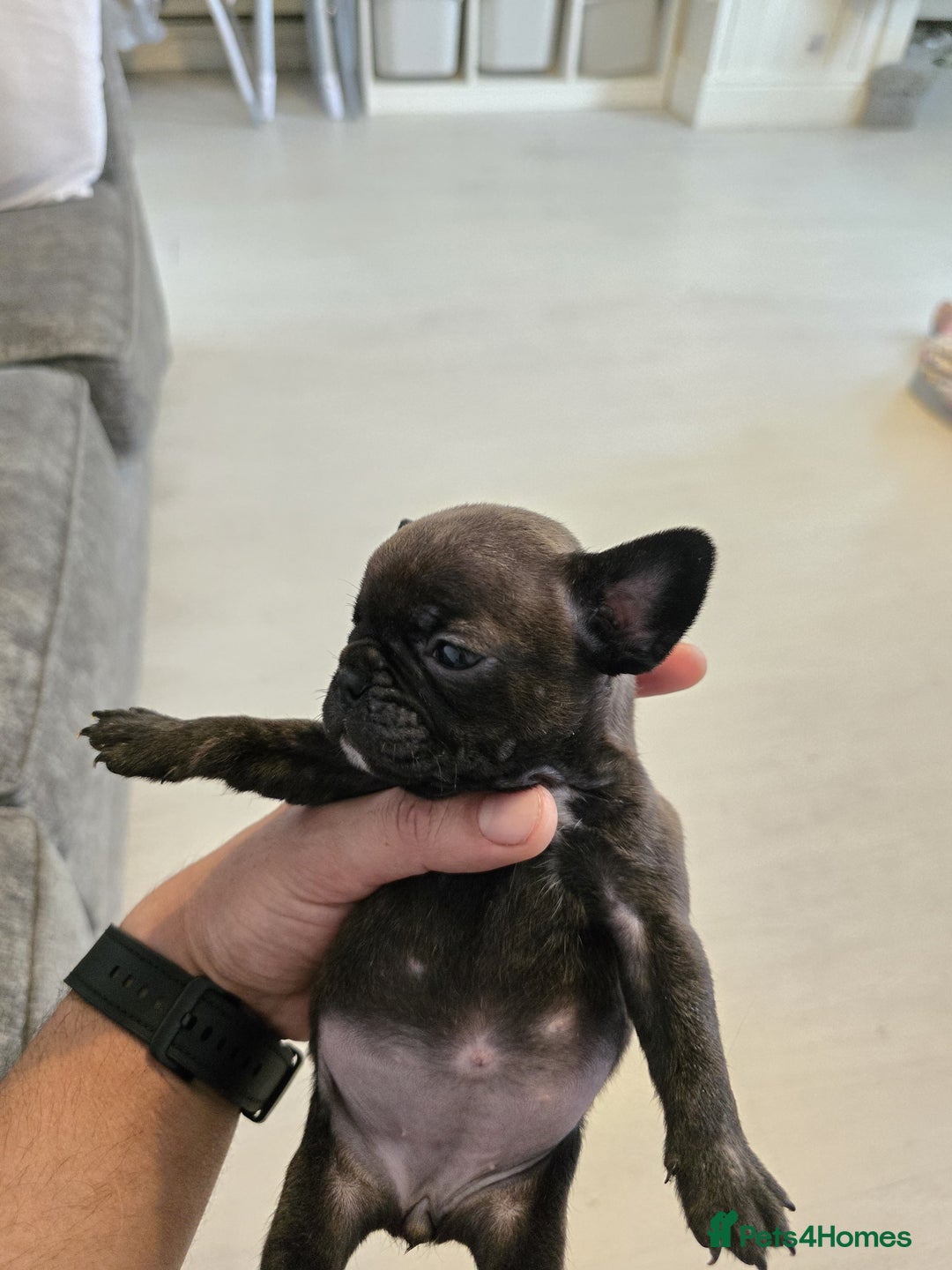 Frug dogs for sale: ✨French Bulldog Puppies Looking for Loving Homes✨  - Advert 8