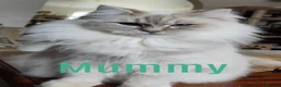 Ragdoll cats for sale: BEAUTIFUL RAGDOLLS KITTENS GCCF REGISTERED  - Advert 2
