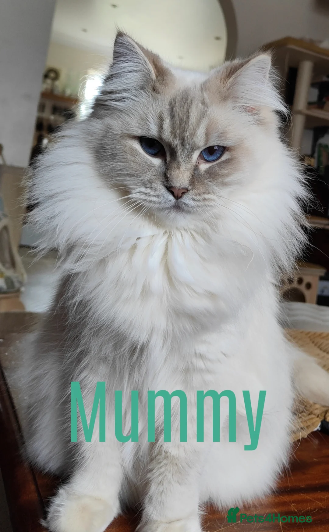 Ragdoll cats for sale: BEAUTIFUL RAGDOLLS KITTENS GCCF REGISTERED  - Advert 2