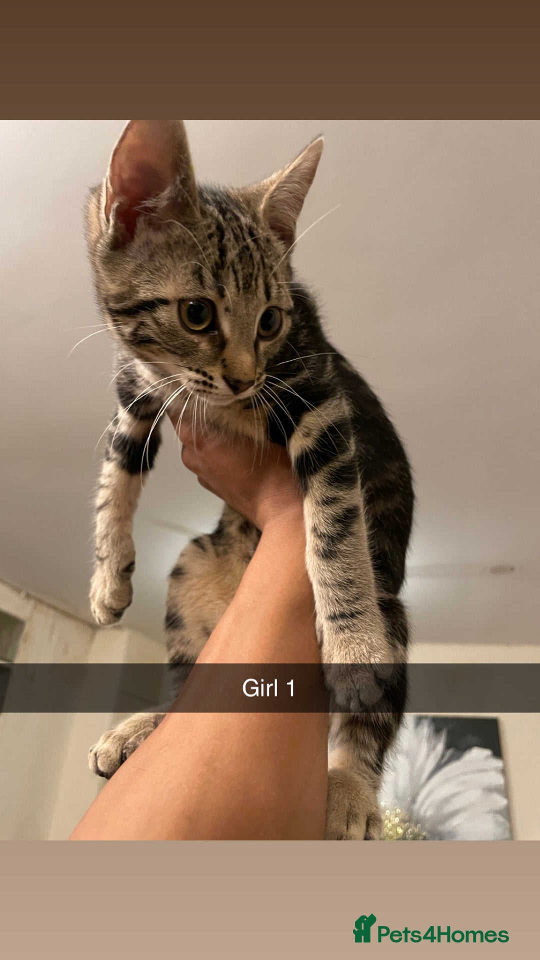 Mixed Breed cats for sale: KITTENS FOR SALE SOUTH LONDON - Advert 5