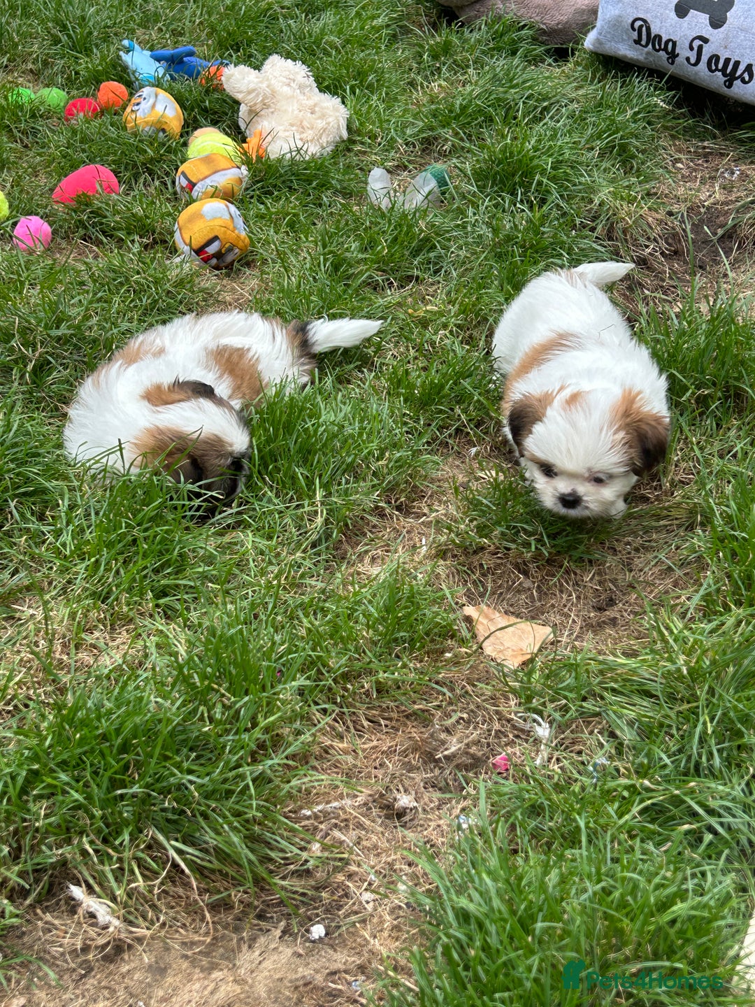 Shih Tzu dogs for sale: Beautiful shih Tzu puppies - Image 6