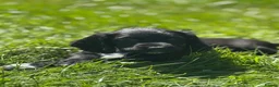 Sprocker dogs for sale: Stunning F1 Sprocker Puppies 5⭐️🏡 - Advert 4