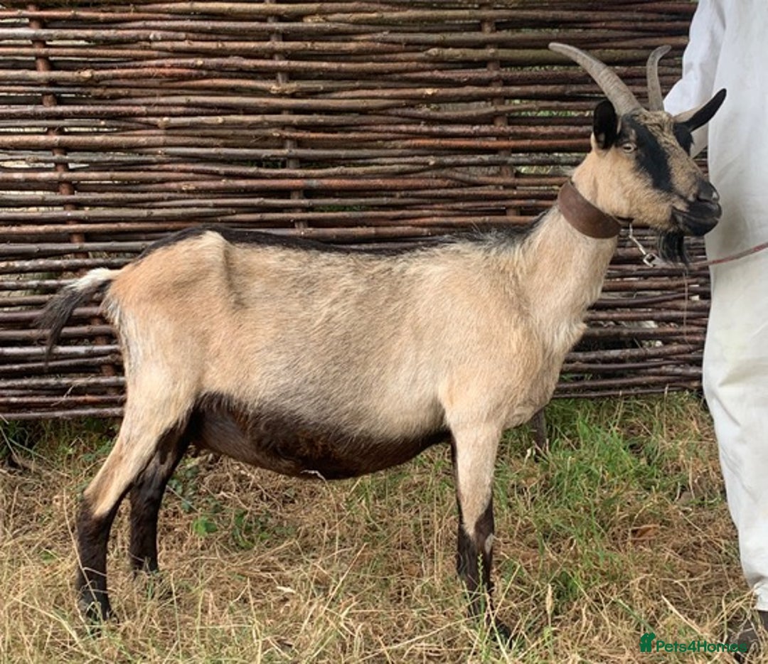 Goats livestock for sale: Three female English goats for £650 - Image 9
