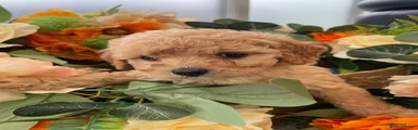 Cavapoo Puppy 7