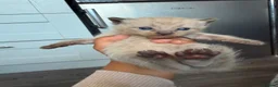 Mixed Breed cats for sale: Male kittens - Advert 15