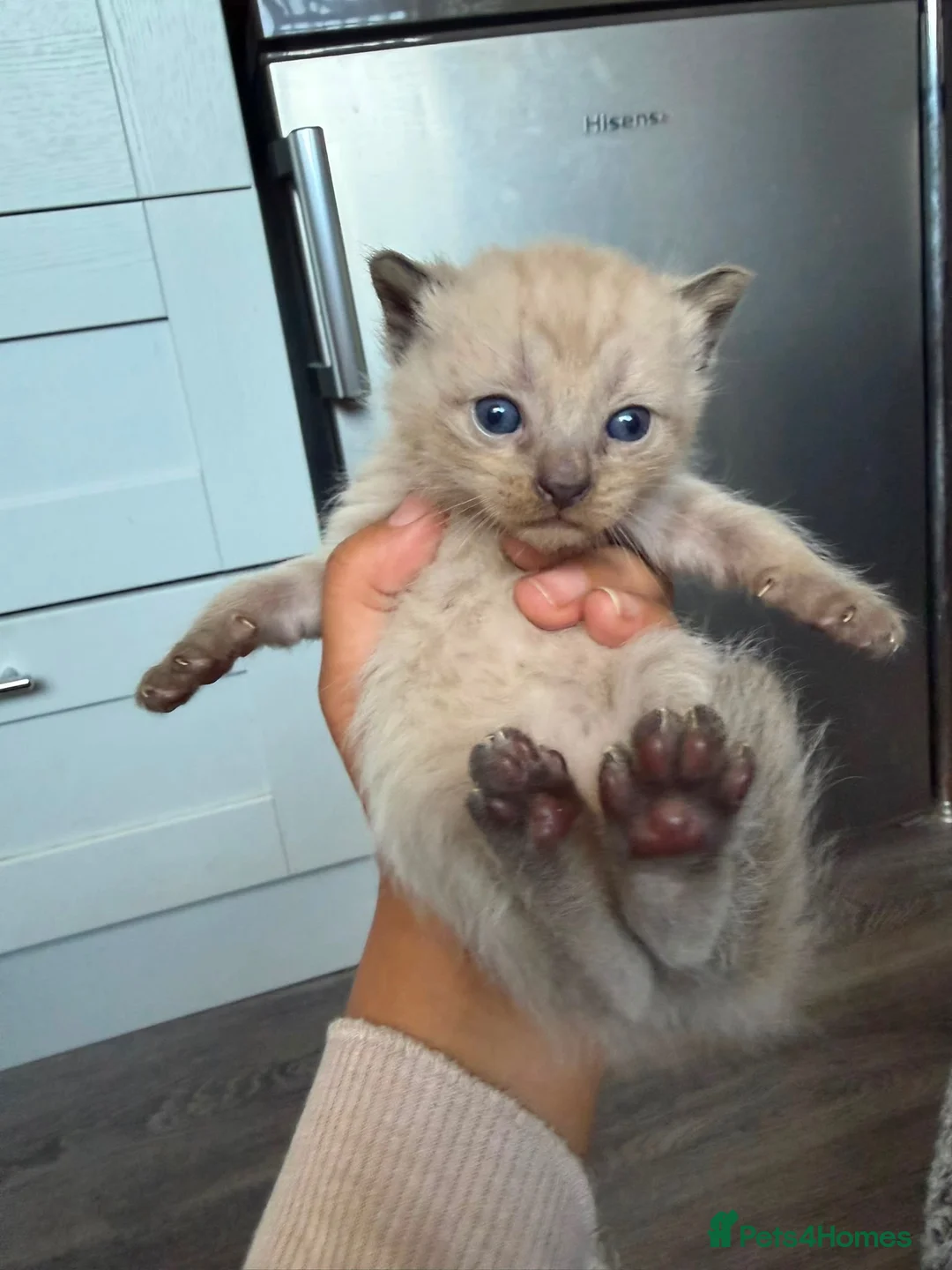 Mixed Breed cats for sale: Male kittens - Advert 15