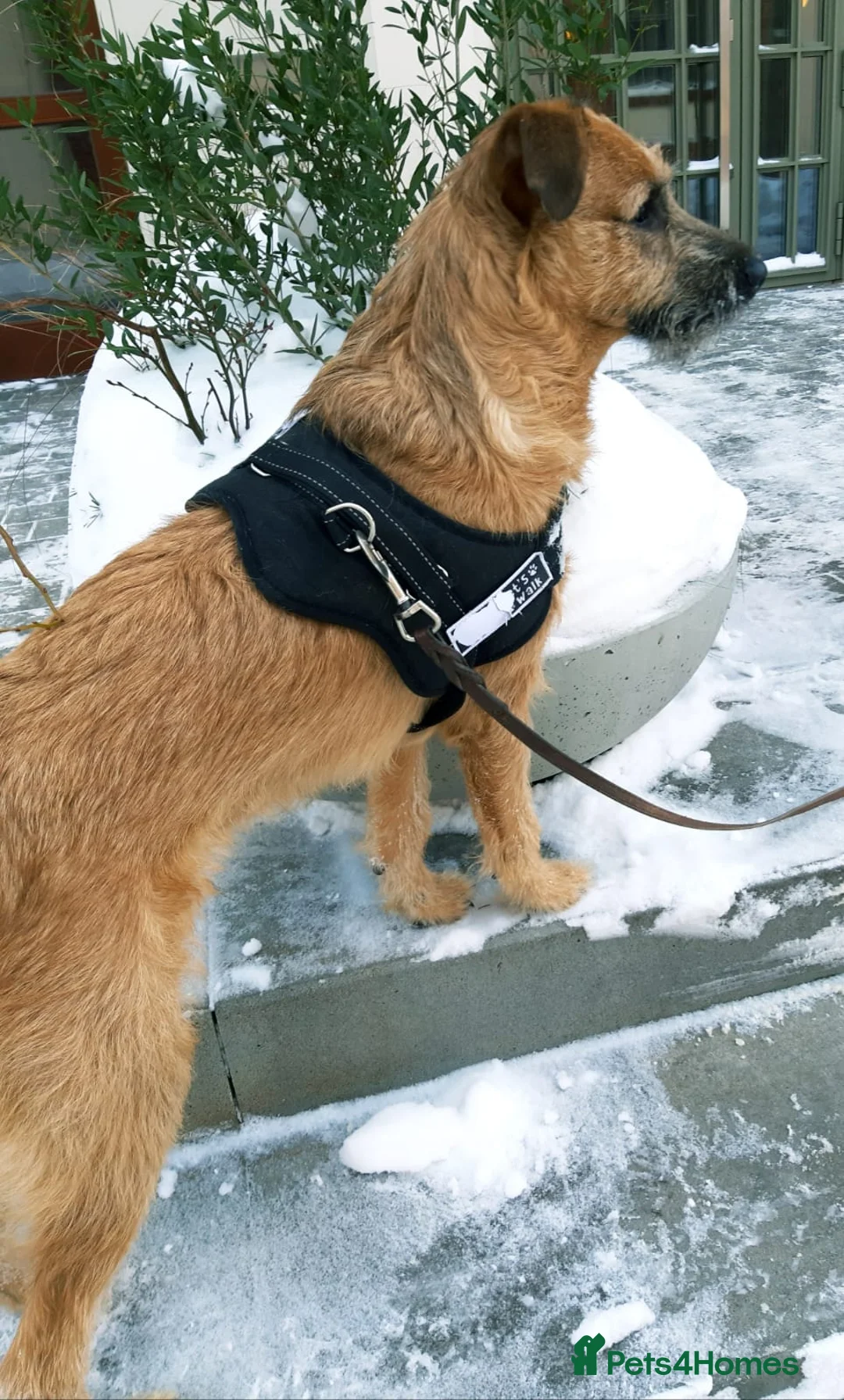 Mixed Breed dogs for adoption: 💙NIKE💙7 month old boy who lives with 17 cats🐱😍 - Advert 5