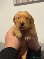 Labrador Retriever dogs - Advert 3