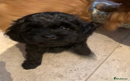 Cavapoo dogs for sale: Stunning premium F1 Cavapoo babies 🥰 - Image 11