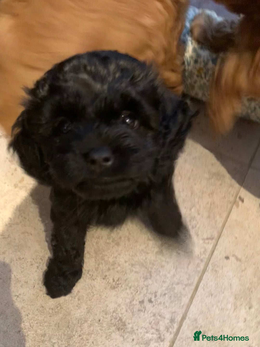 Cavapoo dogs for sale: Stunning premium F1 Cavapoo babies 🥰 - Image 11