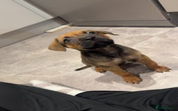 Mixed Breed dogs for sale: Puppy - Image 2