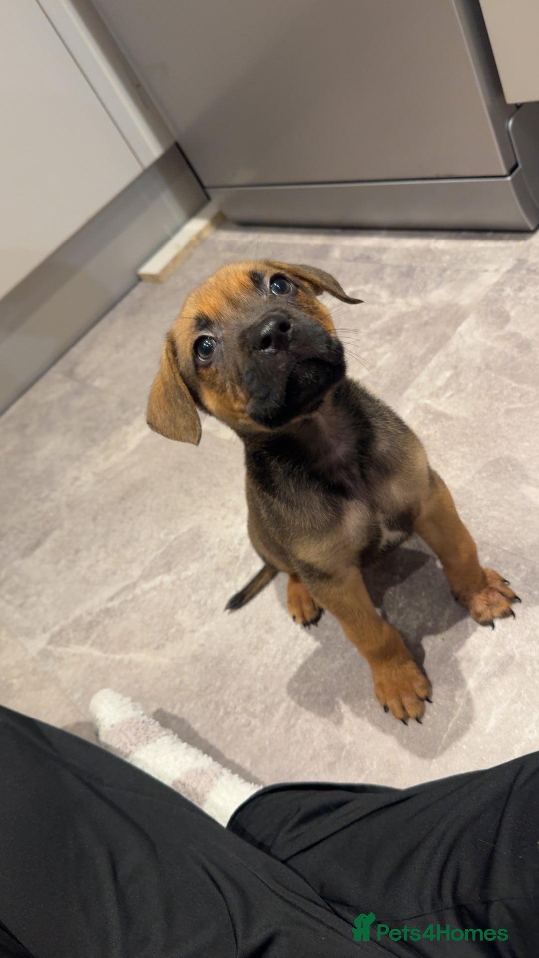 Mixed Breed dogs for sale: Puppy - Image 2