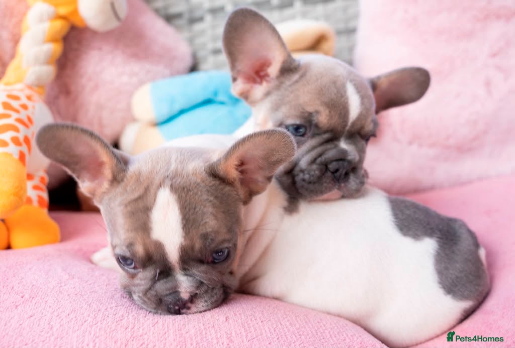 French Bulldog dogs for sale: Stunning litter of pied French bulldogs - Advert 24