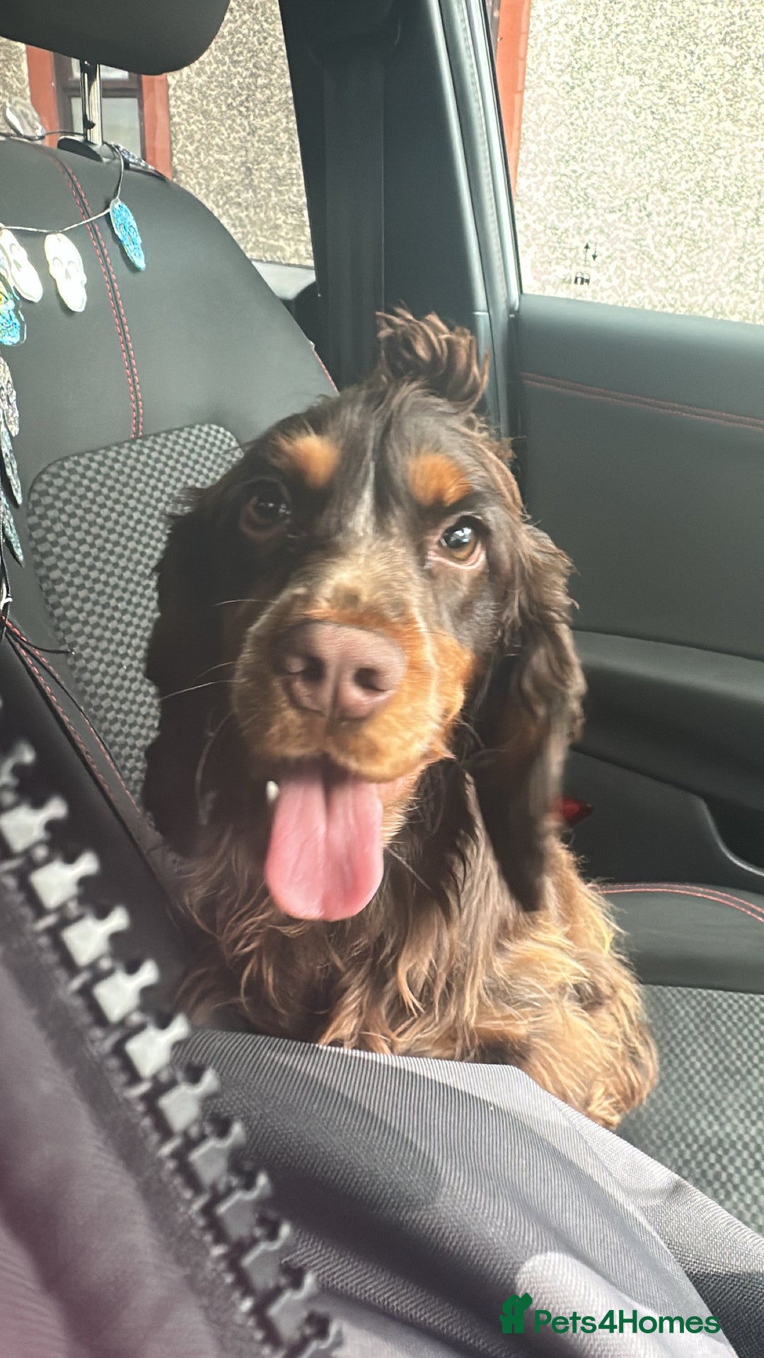 Cocker Spaniel dogs for sale: Chocolate & Tan cocker spaniel  - Advert 2
