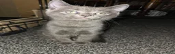 Mixed Breed cats for sale: 1 boy kitten  - Advert 6