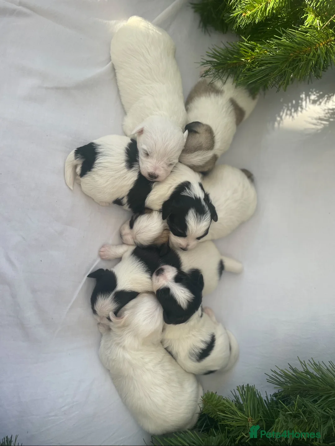 Mixed Breed dogs for sale: Maltese cross puppies  - Advert 5