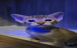 Savannah cats for sale: TICA Registered F8 savannah kittens  - Image 24