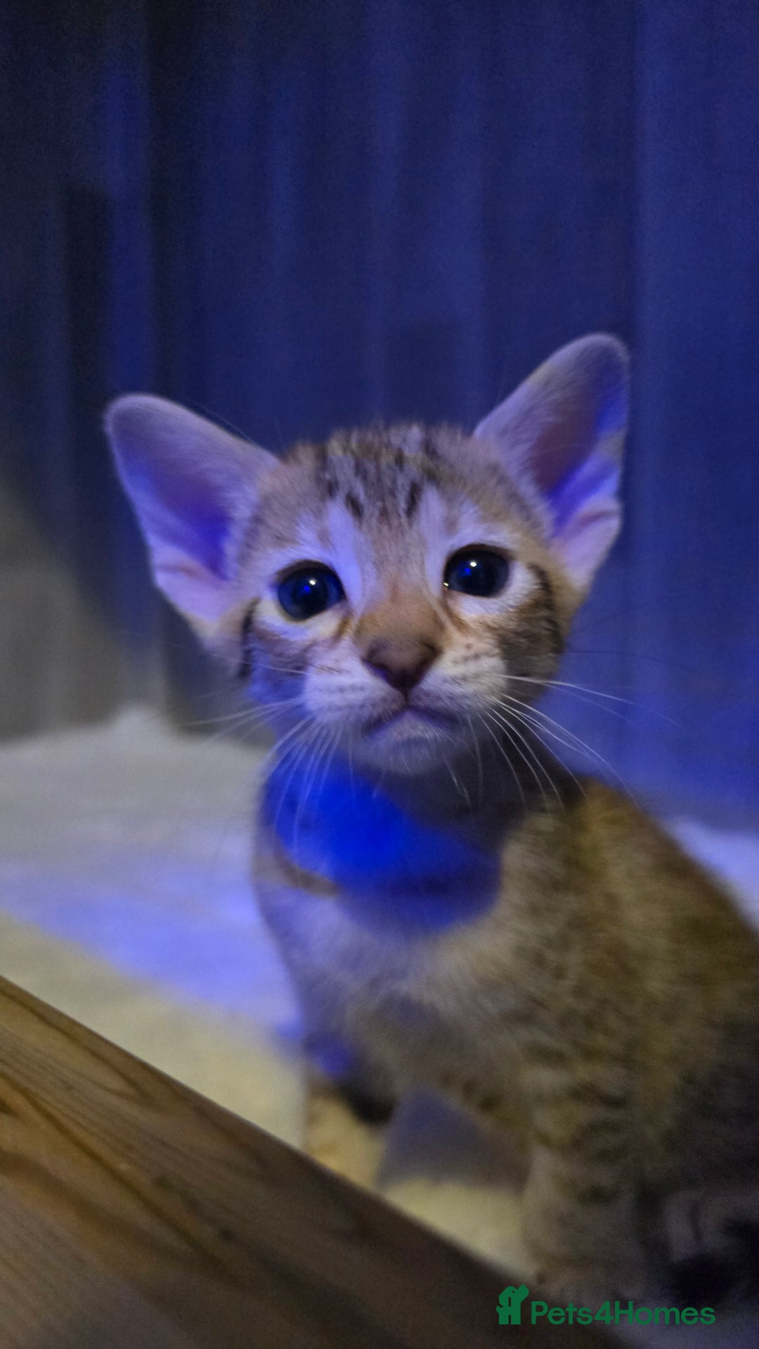 Savannah cats for sale: TICA Registered F8 savannah kittens  - Image 24