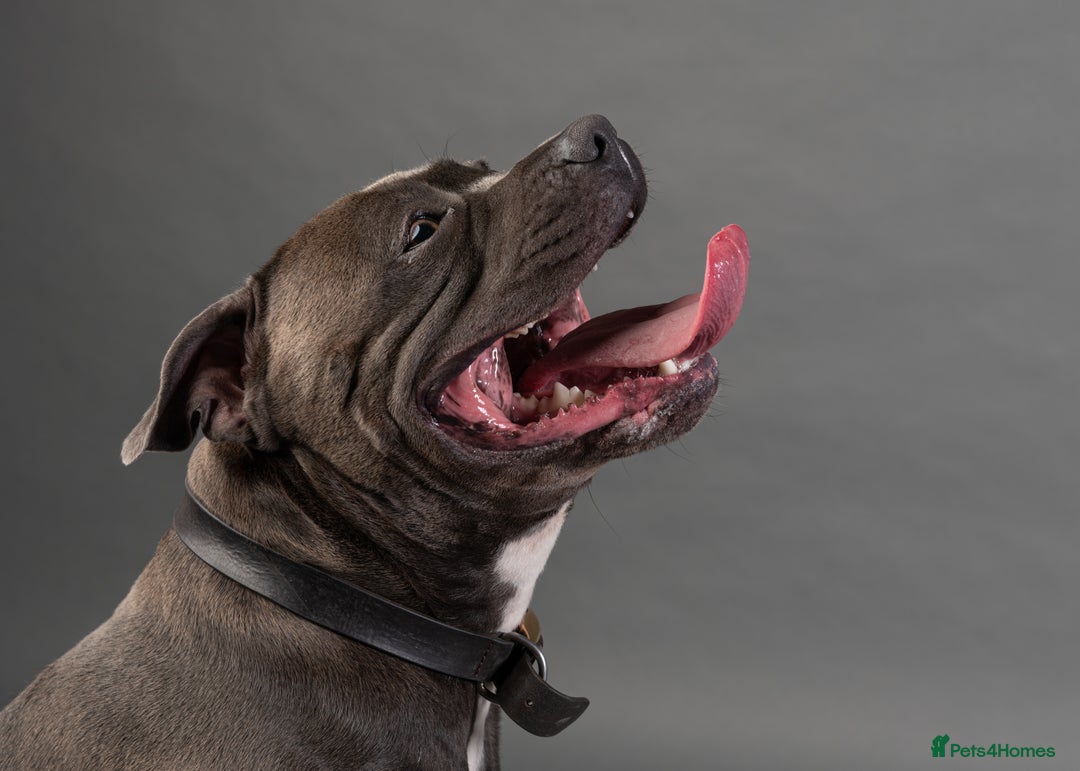 Staffordshire Bull Terrier dogs for stud: KC PROVEN Blue Staffordshire Bull Terrier for STUD in Wakefield - Advert 5