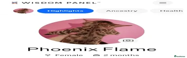 Mixed Breed 2
