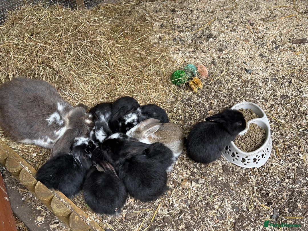French Lop rabbits for sale: Baby French Lops ready to reserve  - Advert 4