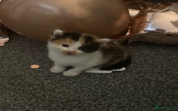 Mixed Breed cats for sale: Fluffy kittens - Image 5