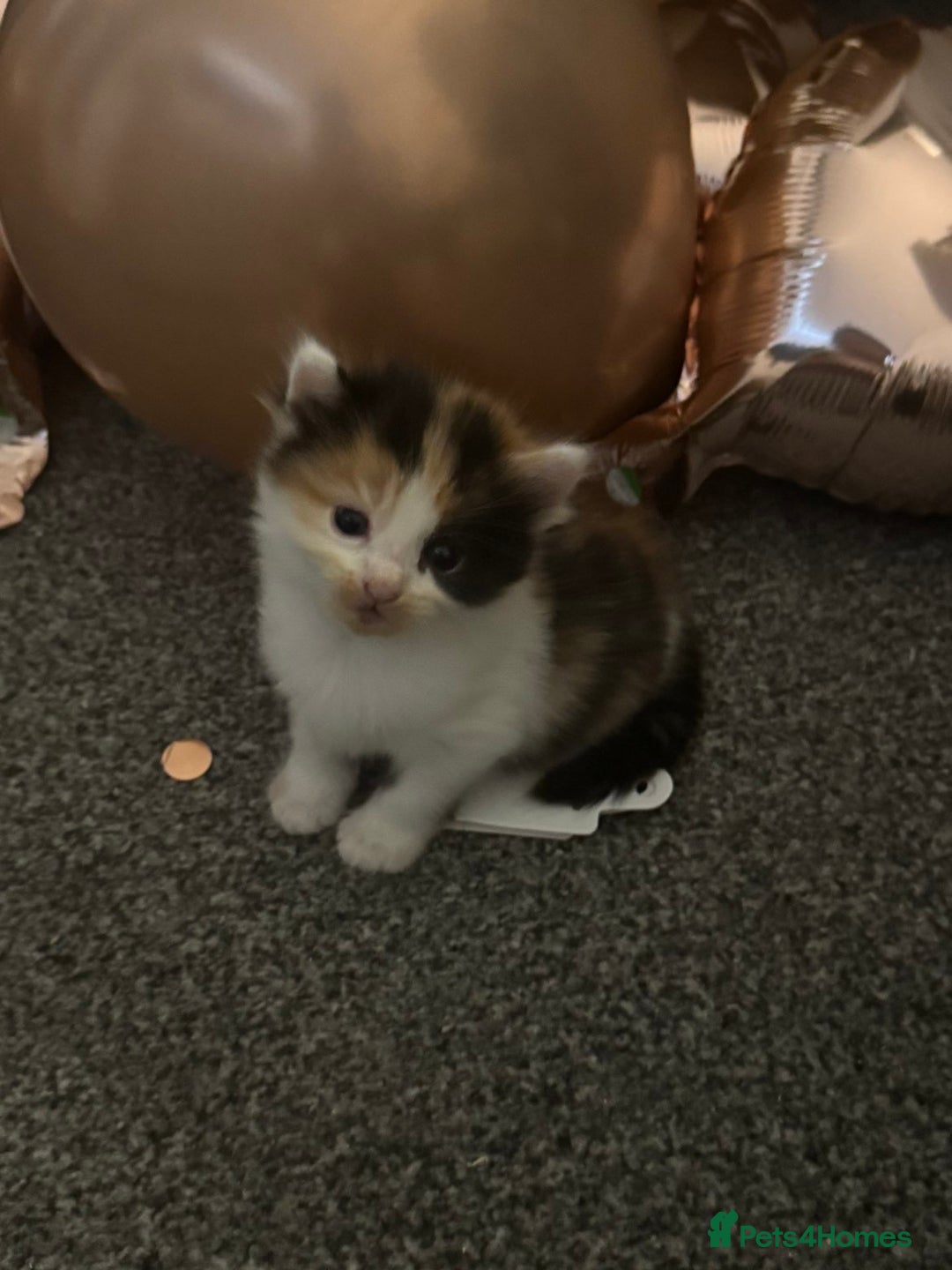 Mixed Breed cats for sale: Fluffy kittens - Image 5