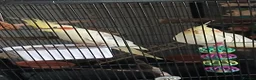 Cockatiels birds for sale: Rehoming my two cockatiels cage included for £300 in Sandy - Advert 8