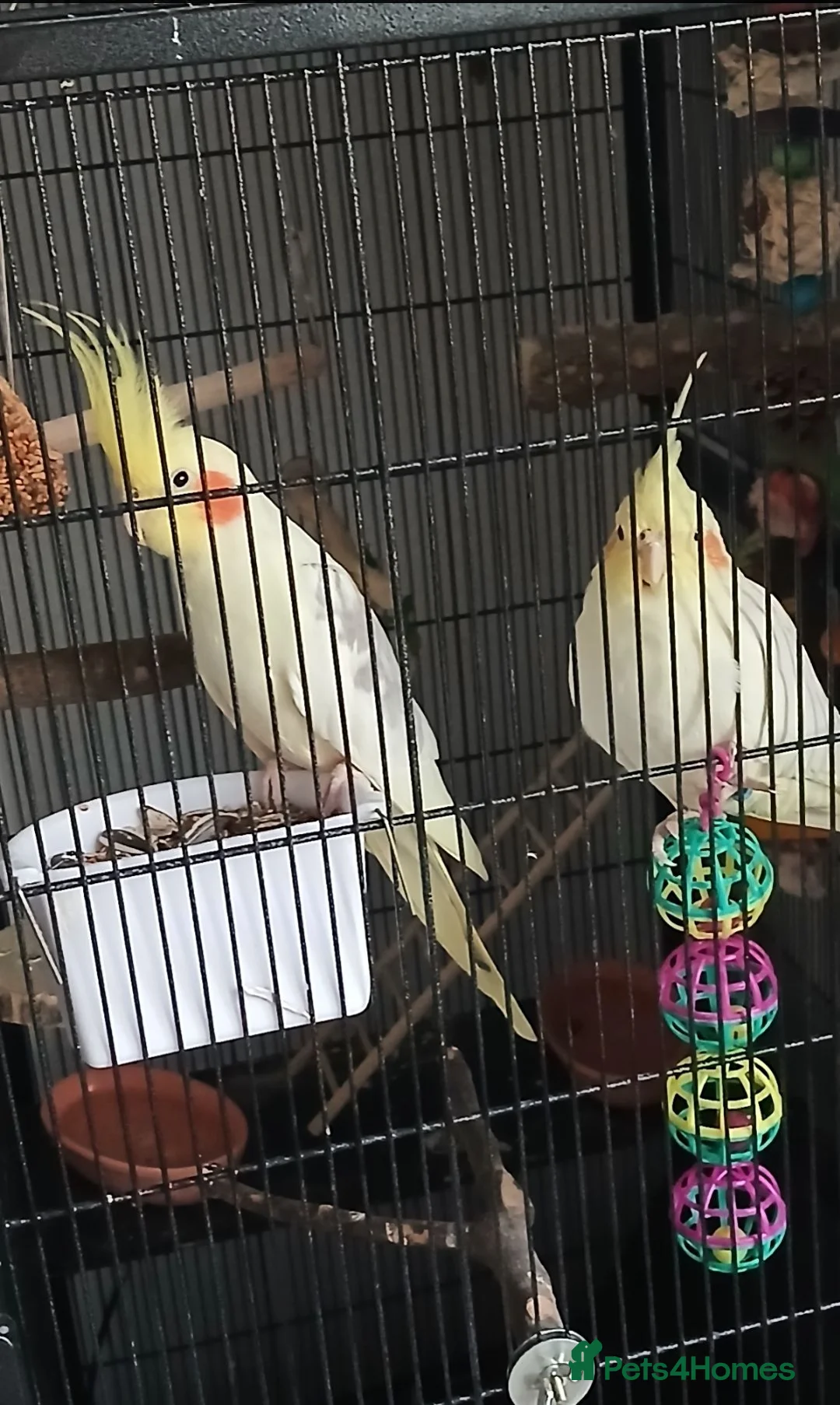 Cockatiels birds for sale: Rehoming my two cockatiels cage included for £300 in Sandy - Advert 8