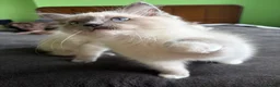 Ragdoll cats for sale: GCCF Registered Pedigree Ragdoll Kittens in Bristol - Advert 14