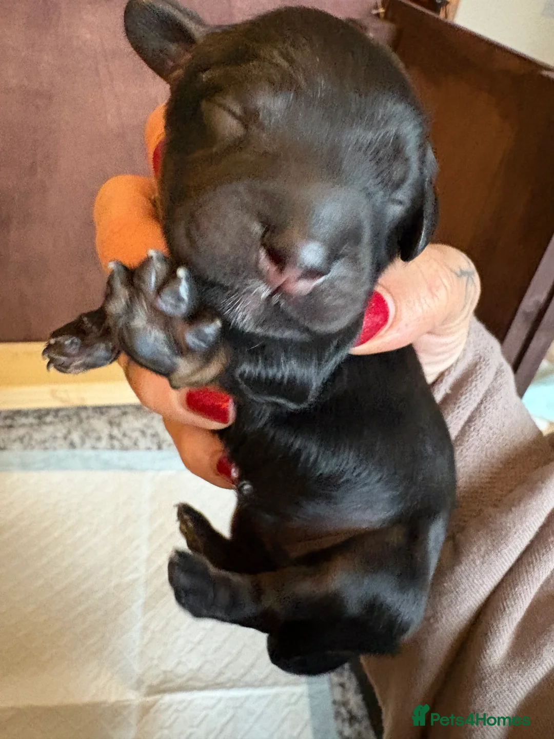 Mixed Breed dogs for sale: Beautiful Cavapoo puppies  - Advert 21