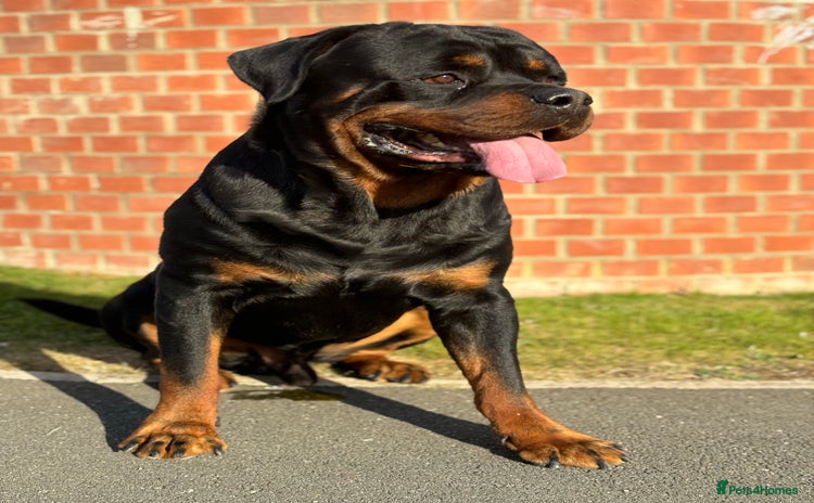 Rottweiler dogs - Advert 1