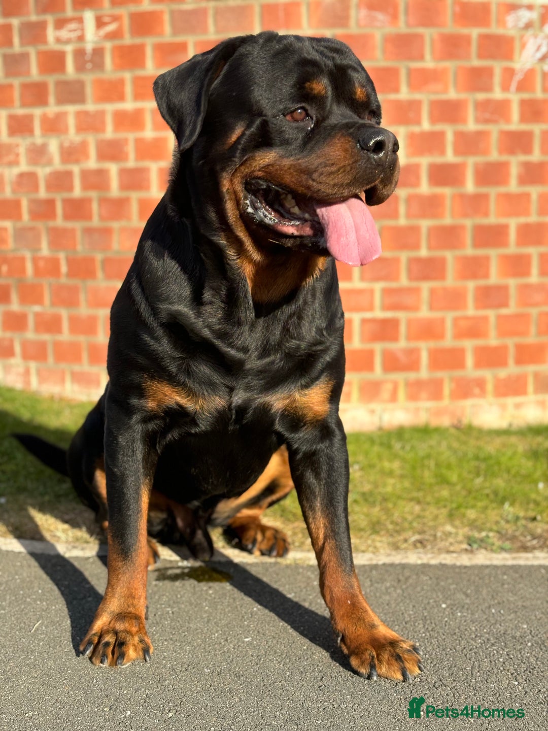 Rottweiler dogs for sale: Top Quality Rottweiler Puppies - Image 1