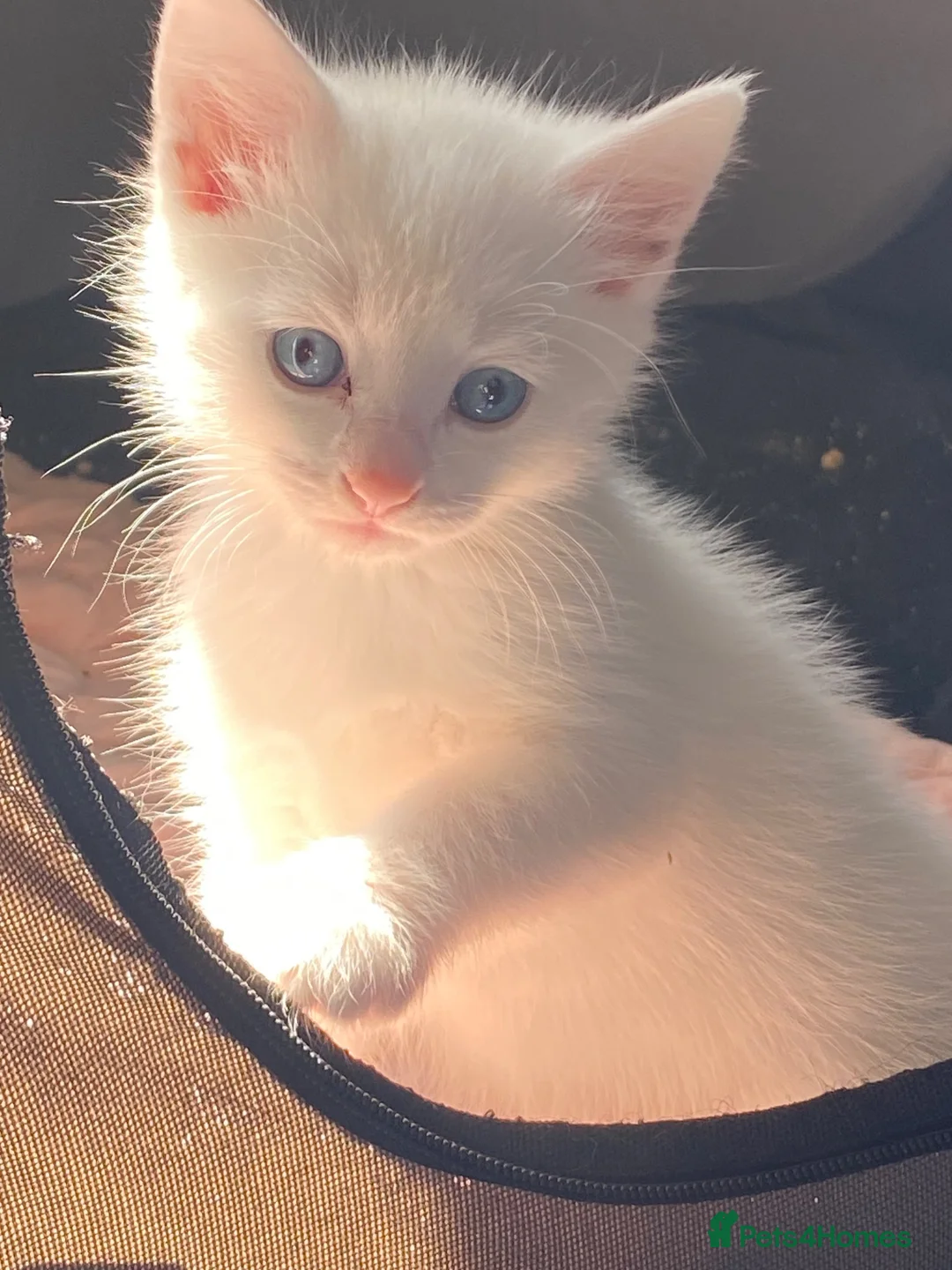 Khao Manee cats for sale: Gorgeous khao manee kitten - Advert 2