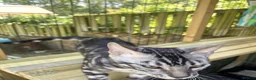 Bengal cats for sale: Last stunning boy TICA REGISTERED  - Advert 7