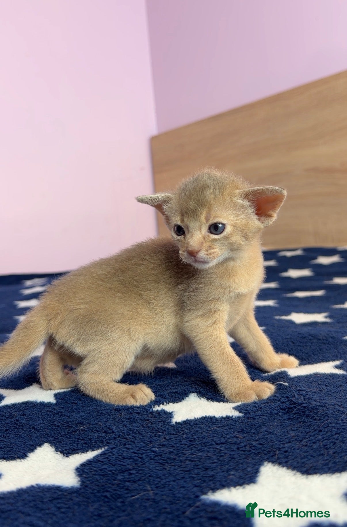 Abyssinian cats Beautiful GCCF Registered Abyssinian Kittens 💙❤️ - Advert 2