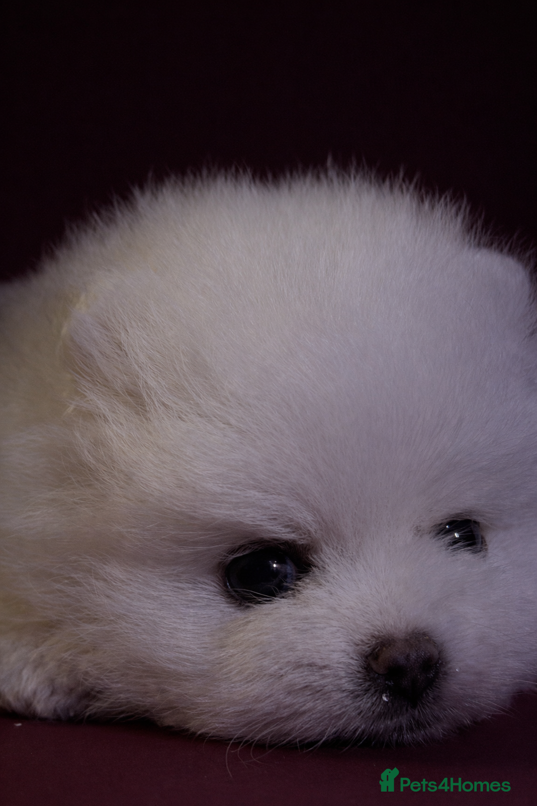 Pomeranian dogs for sale: KC Registered, Teddy bear face , tiny Pomeranians  - Advert 11