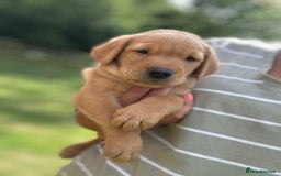 Labrador Retriever dogs for sale: Handsome KC Labrador boy 💙 - Image 3